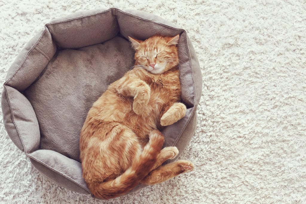 Couchage & Confort